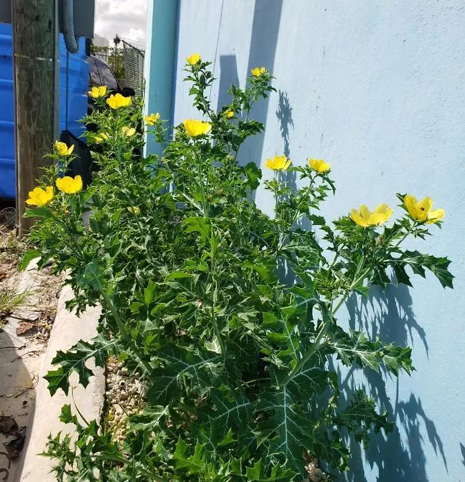 Apartamentos Elohim 2-1