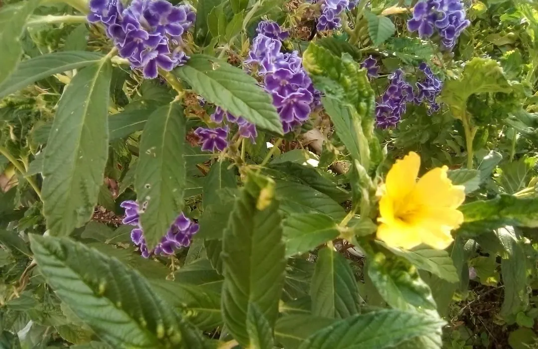 Peaceful Garden Martnicos Paradise-Vacation Rental-1