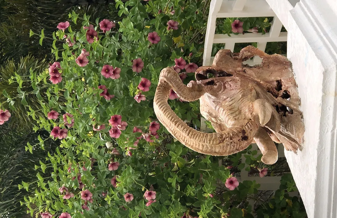 Coral Seas Garden Resort-1