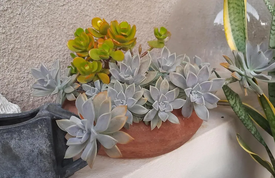 Neita'S Nest-1