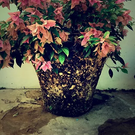 Evergreen Cabarete-3
