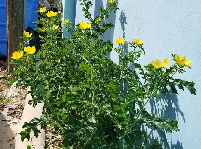 Huisdiervriedelijke Apartamentos Elohim 2 Punta Cana